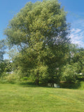 Large Tree Near Small Pond with Grass