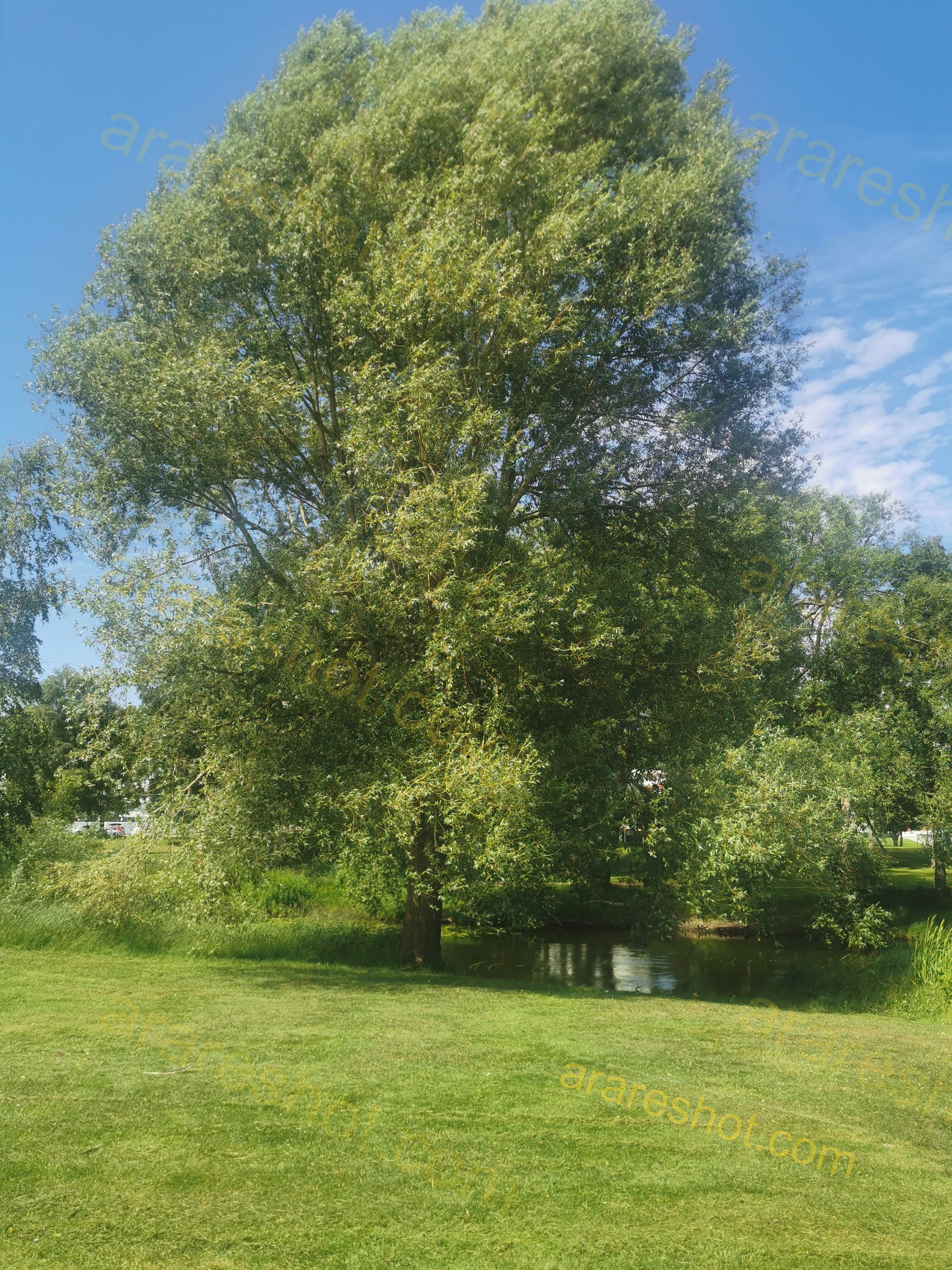 Large Tree Near Small Pond with Grass