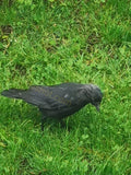 Black Crow Foraging on Vibrant Green Grass Close-Up