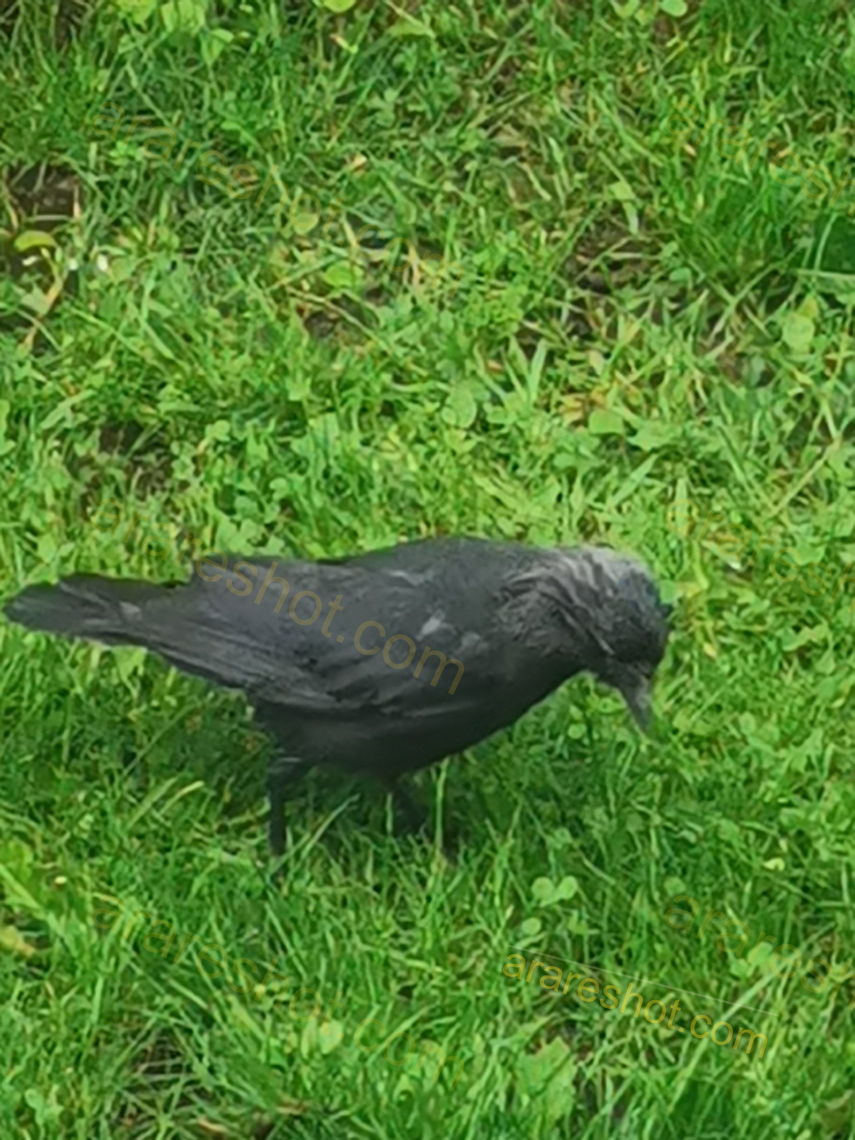 Black Crow Foraging on Vibrant Green Grass Close-Up