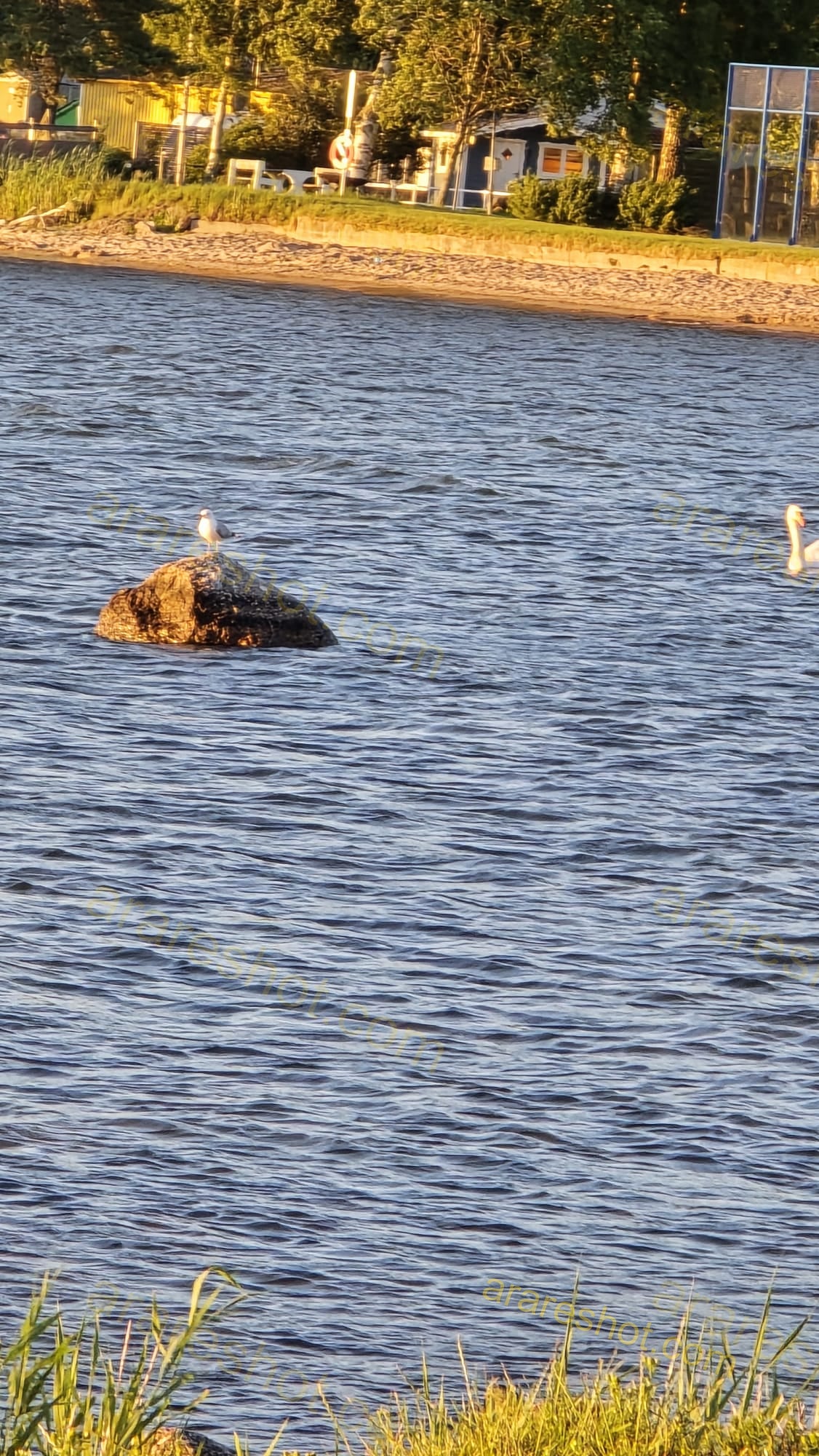 Bird Standing on Rock in Lake