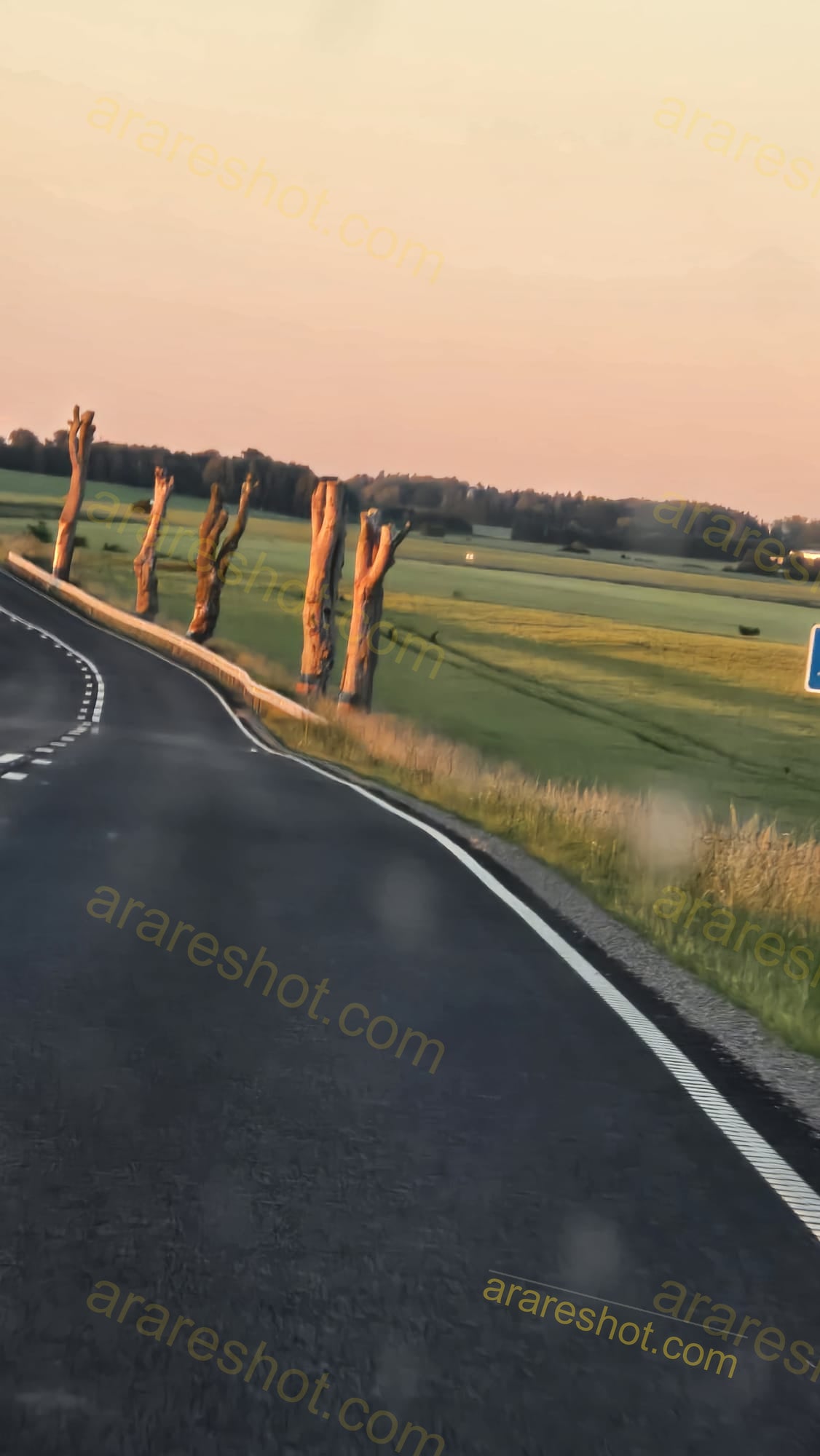 Curved Road with Pruned Tree Stumps