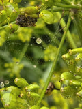 Green Plant with Water Droplets and Spider Web