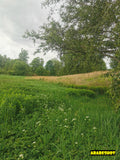 Serene Lakeside Meadow with Lush Greenery