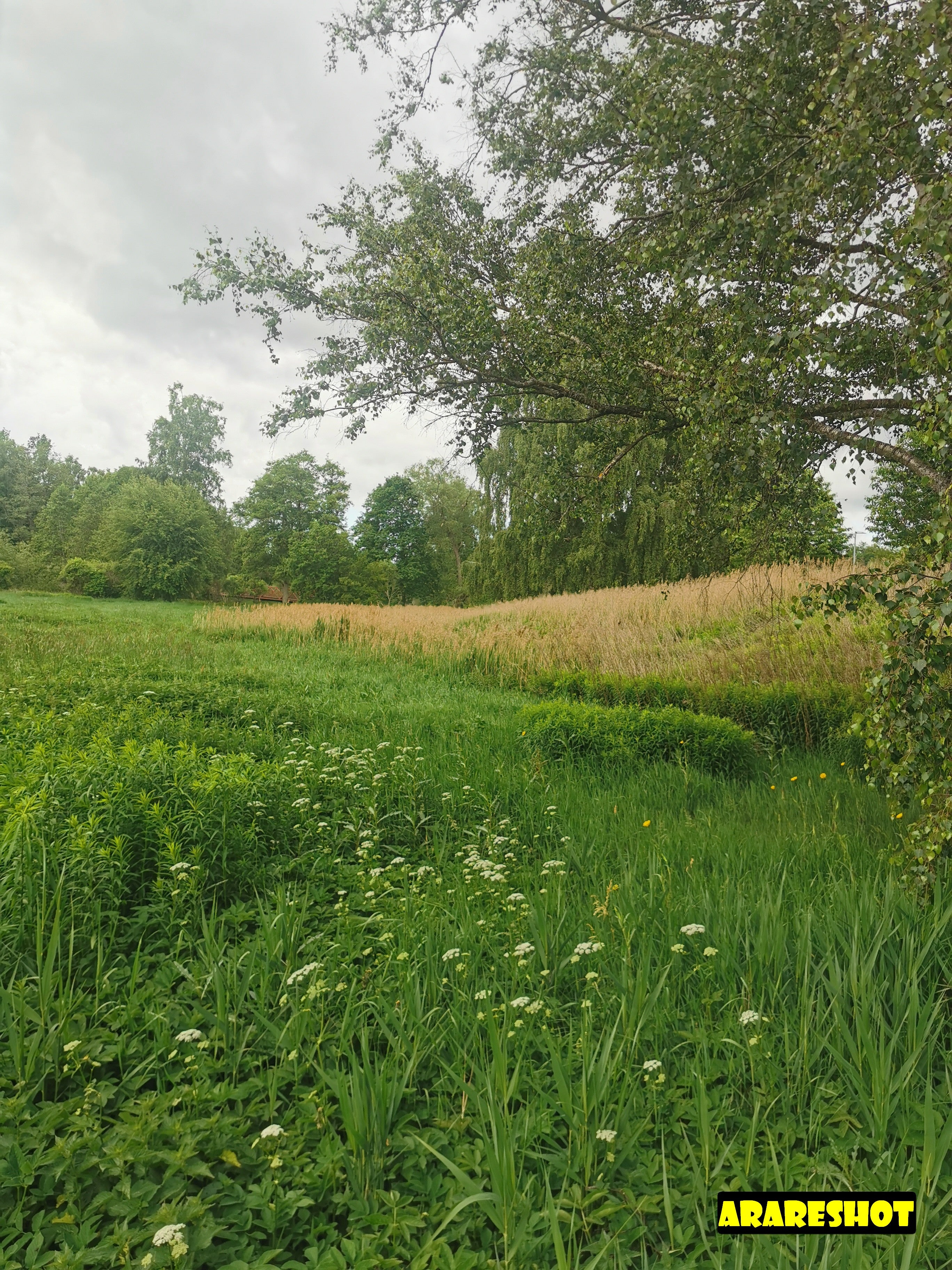 Serene Lakeside Meadow with Lush Greenery