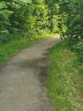 Serene Forest Trail Pathway Amid Lush Greenery