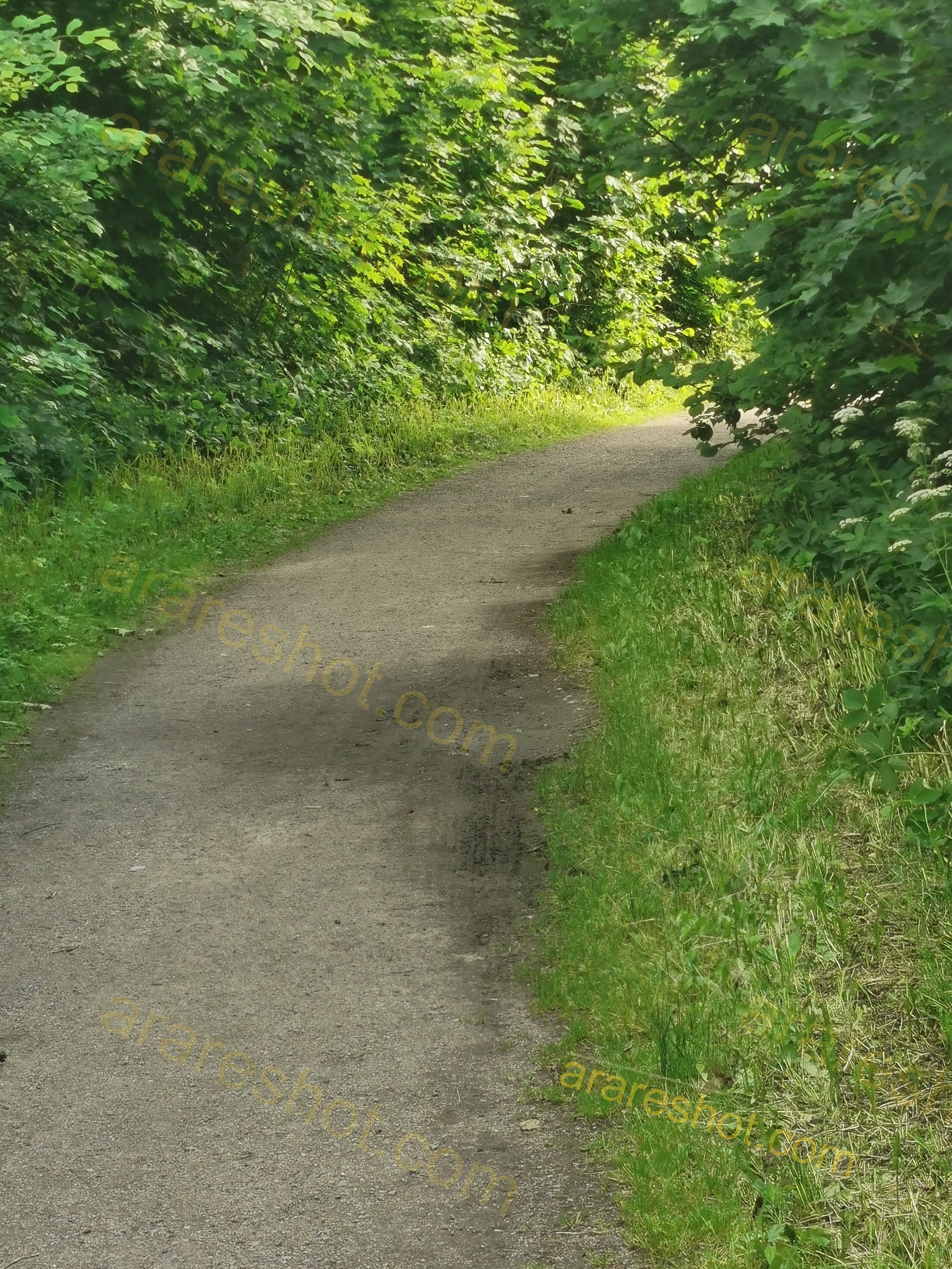 Serene Forest Trail Pathway Amid Lush Greenery