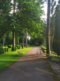 Lush Green Garden with Vibrant Foliage and Blossoms