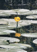 Yellow Water Lily Flower on Pond