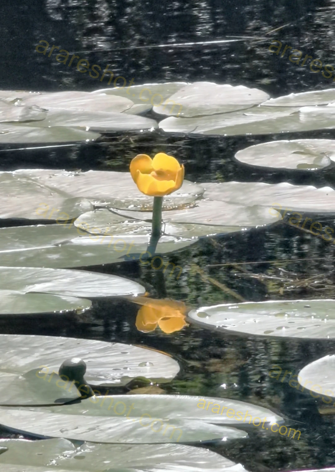Yellow Water Lily Flower on Pond