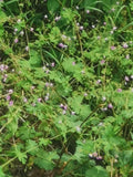 Delicate Wildflower Cluster in Lush Green Foliage