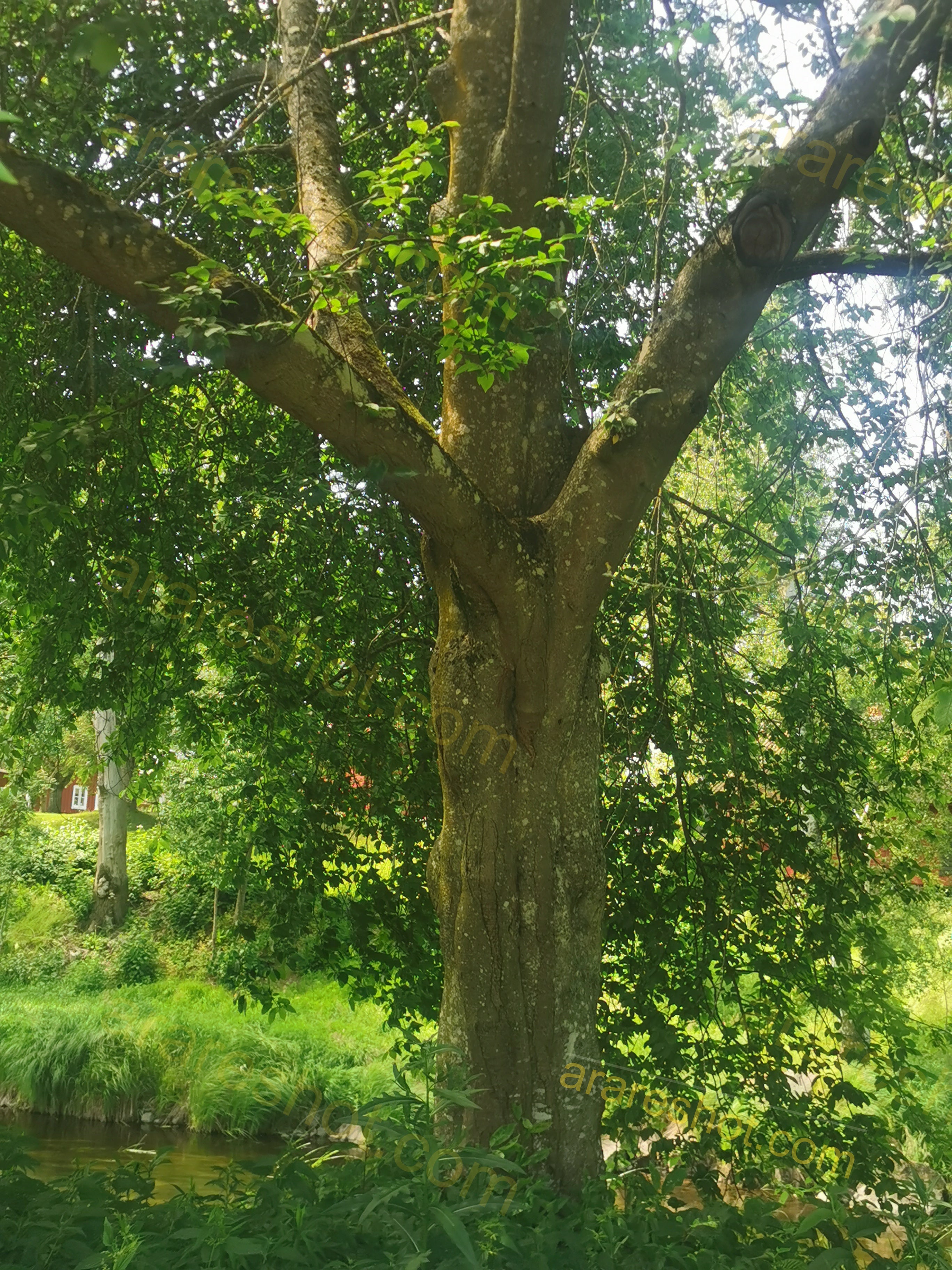 Large Tree by a Small River