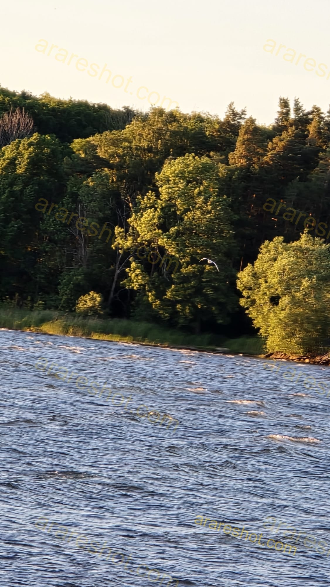 River with Green Trees on Shore