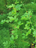 Lush Green Herbaceous Plants with Delicate Leaves and Stems