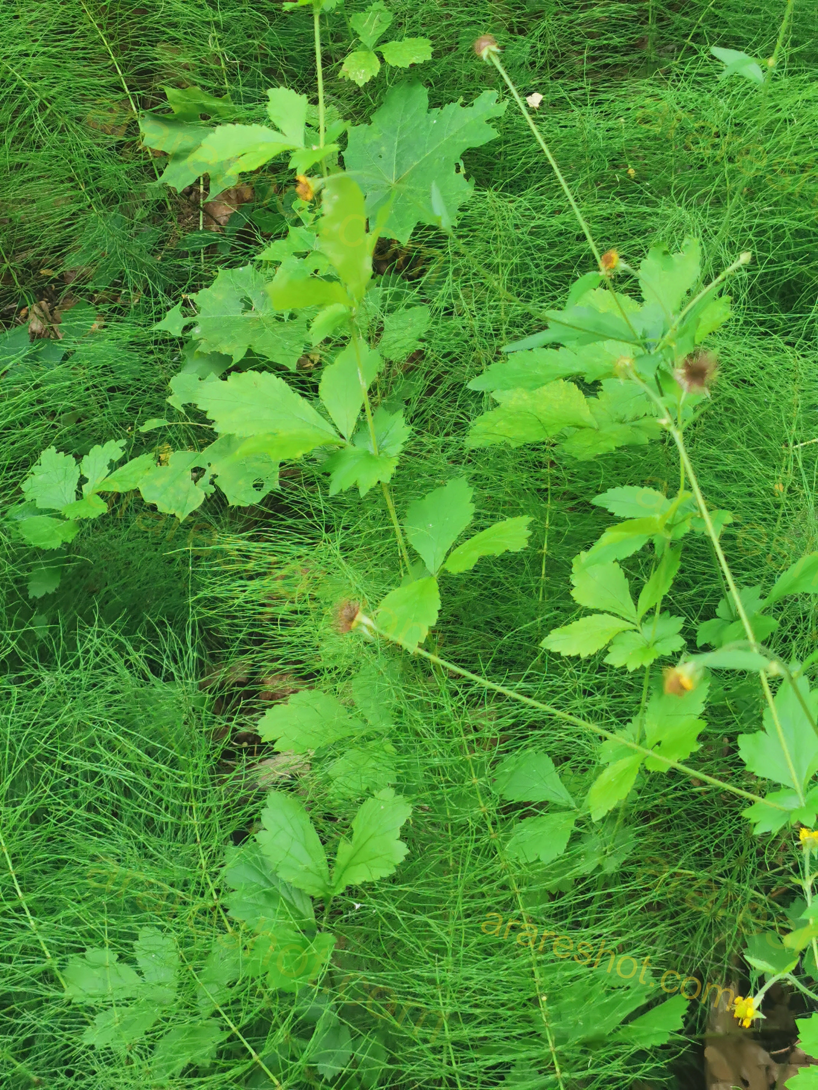 Lush Green Herbaceous Plants with Delicate Leaves and Stems