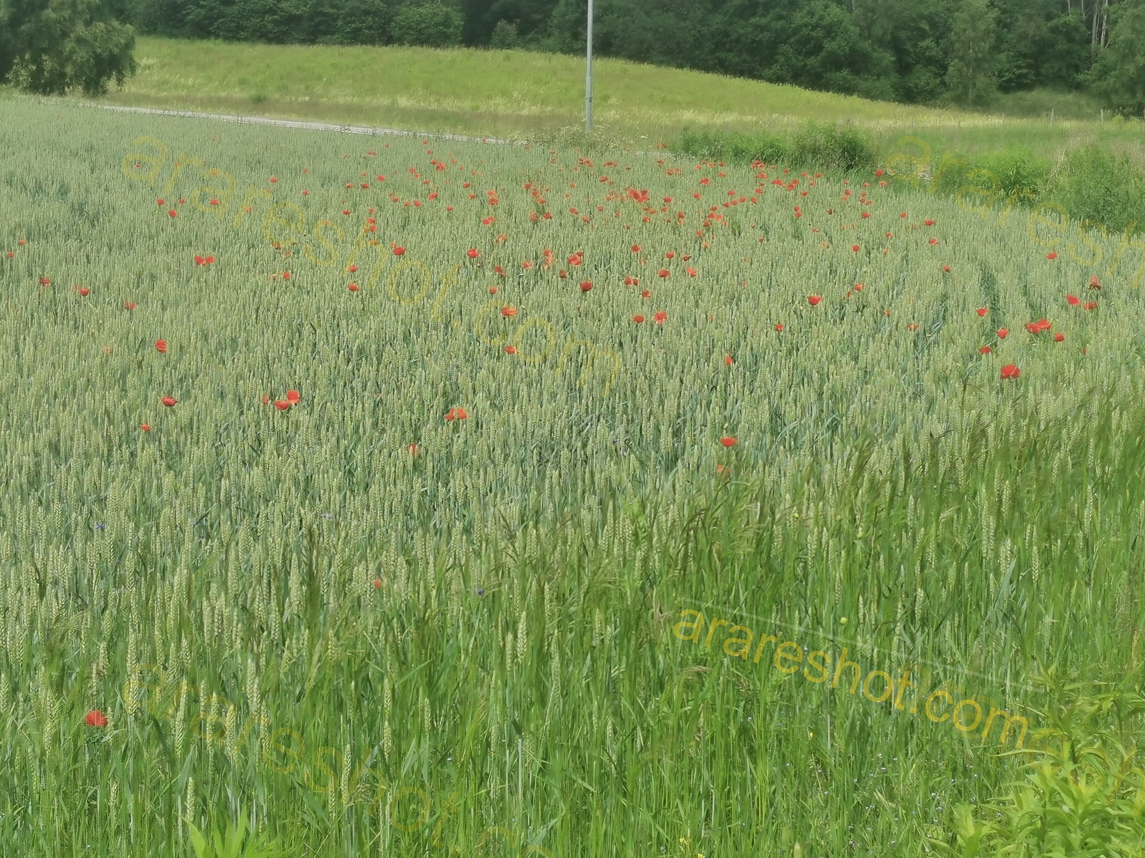 Wheat Field with Scattered Red Flowers
