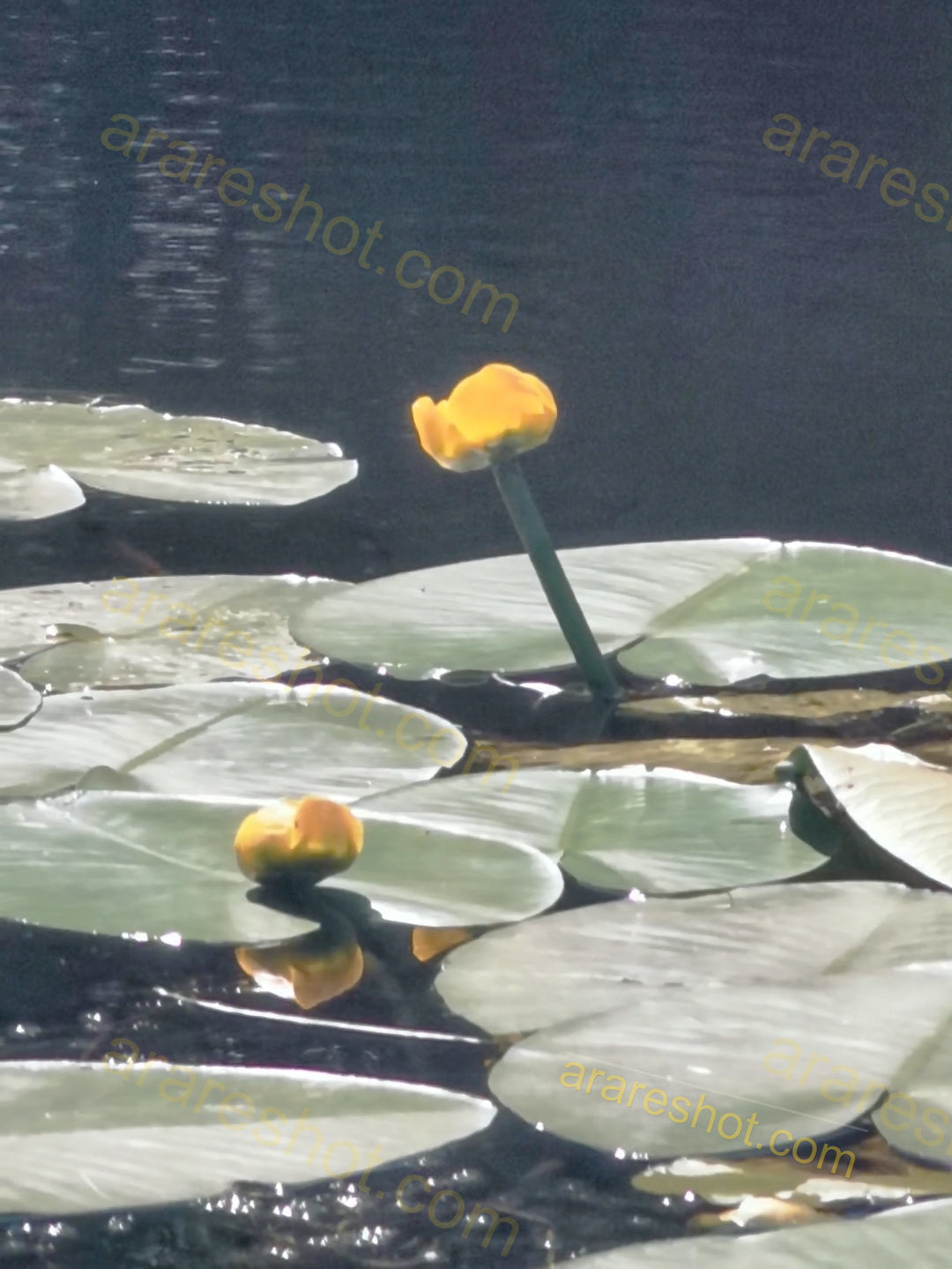 Yellow Water Lilies with Green Lily Pads on Water