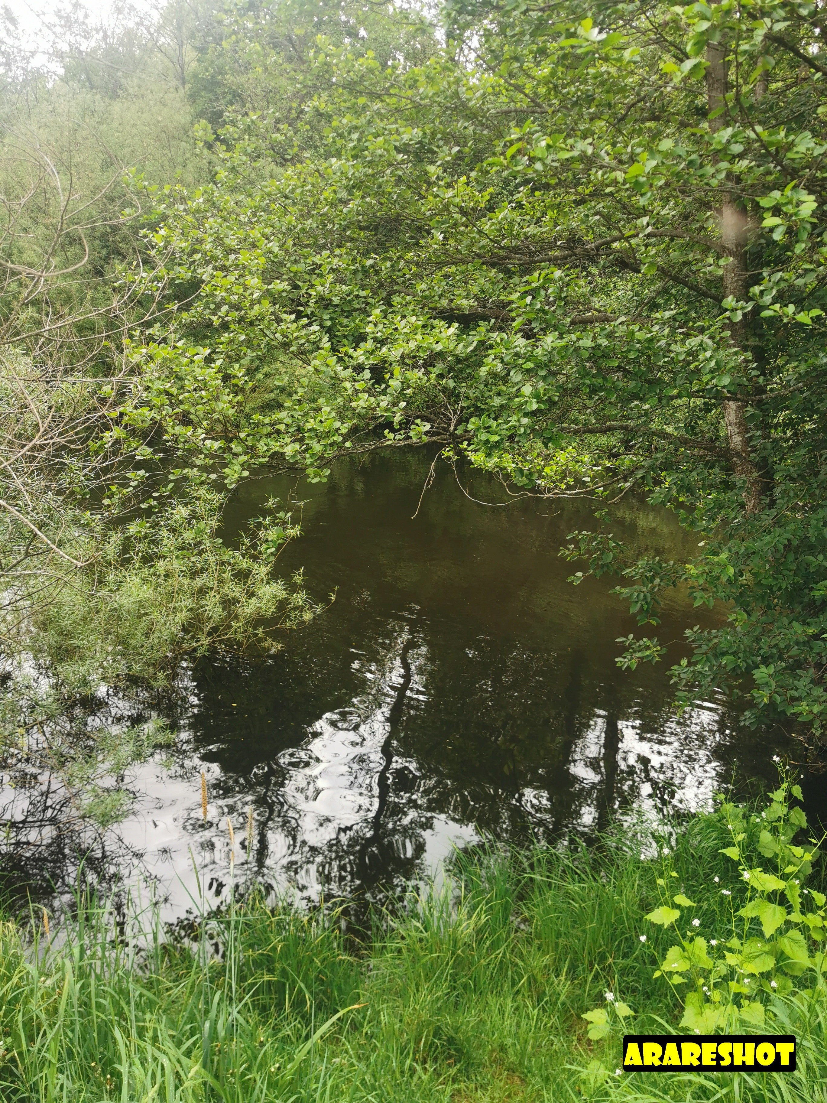 Lush Green Forest Landscape with Overcast Sky