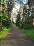 Serene Green Forest Park Landscape with Manicured Shrubs