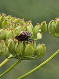 0Striped Insect on Green Plant Seed Pods
