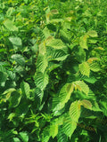 Green Leaves on Shrubs