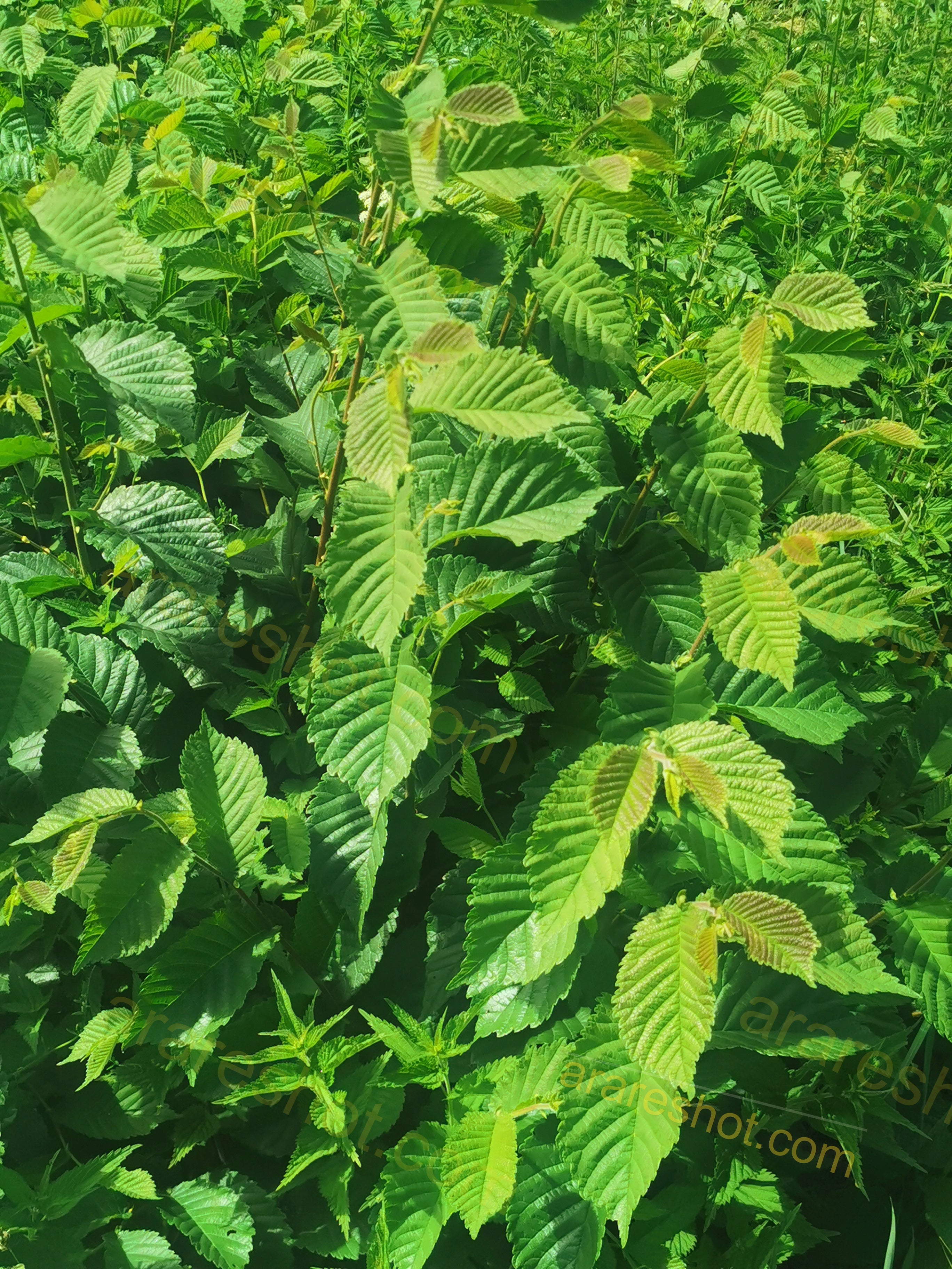 Green Leaves on Shrubs