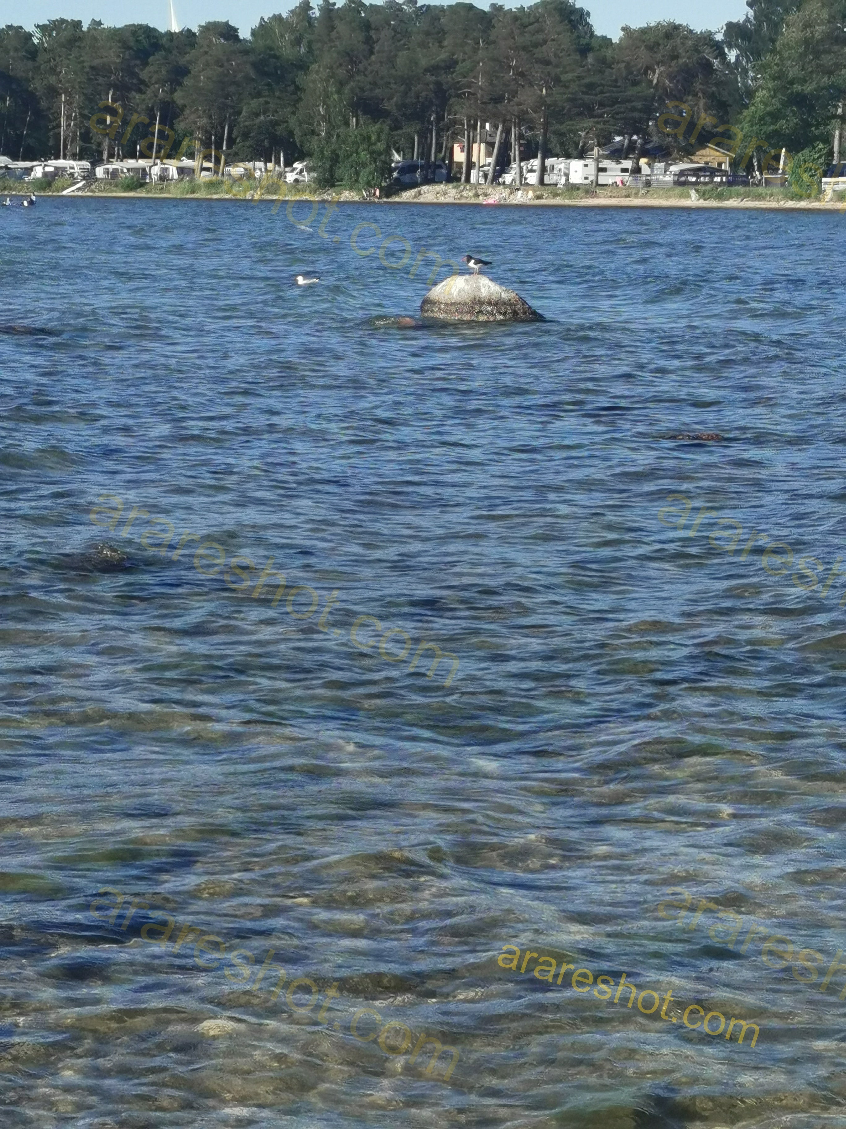 Lake Water with Rock and Birds