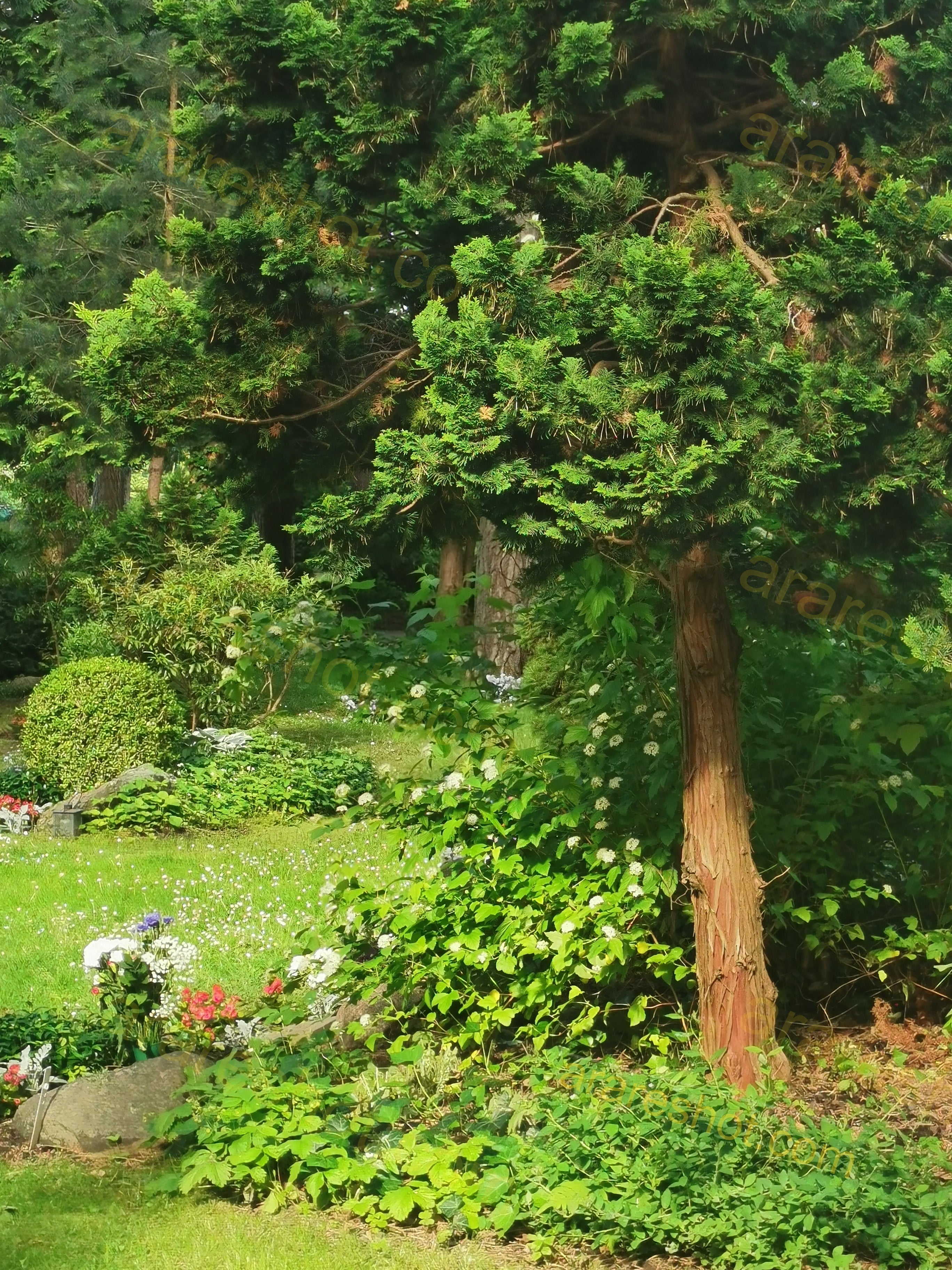 Lush Green Park with Towering Evergreen Trees and Sunlit Grass