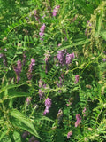 Green Plant with Purple Flowers