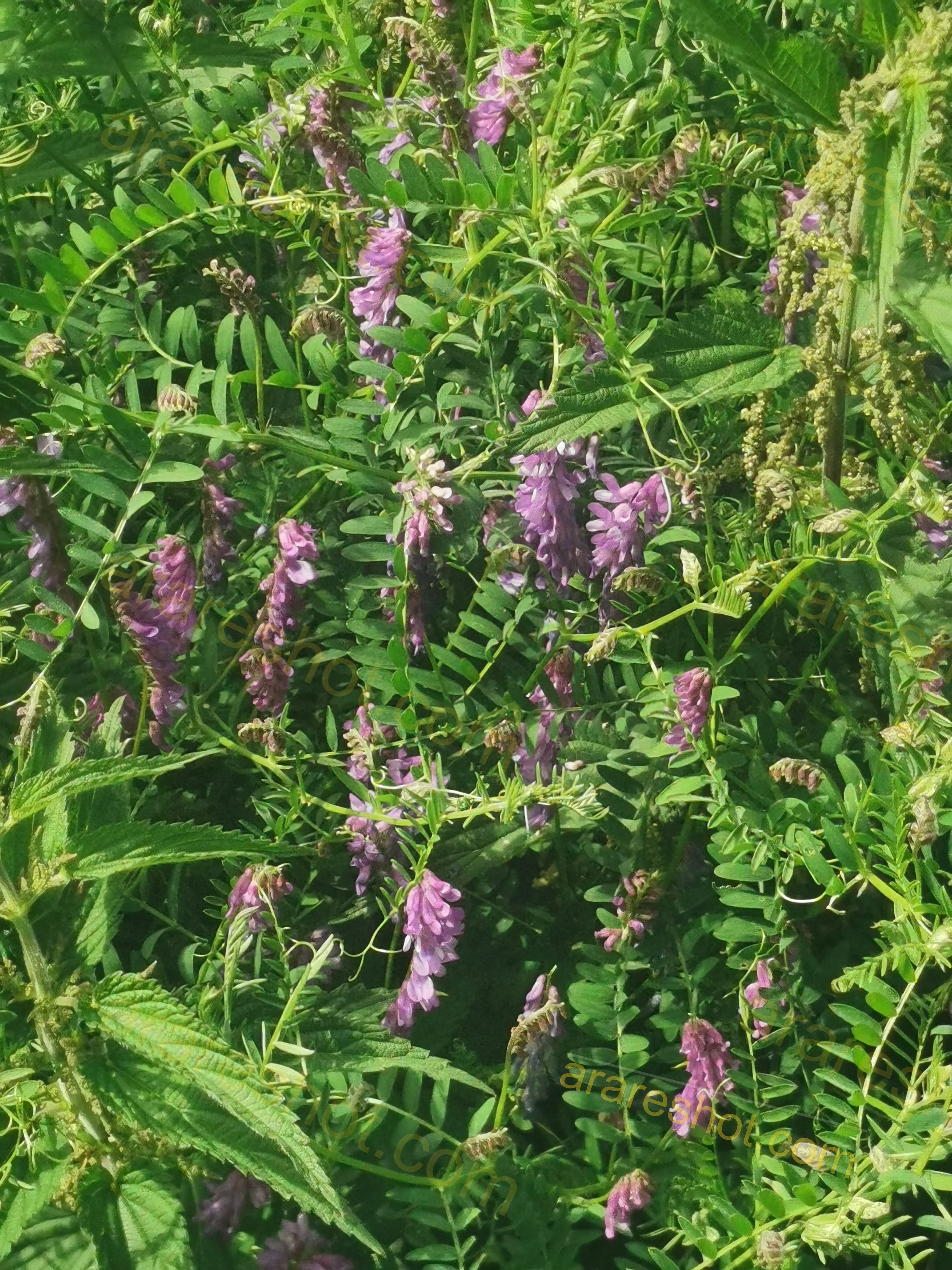 Green Plant with Purple Flowers