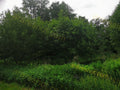 Green Trees and Bushes with Grass