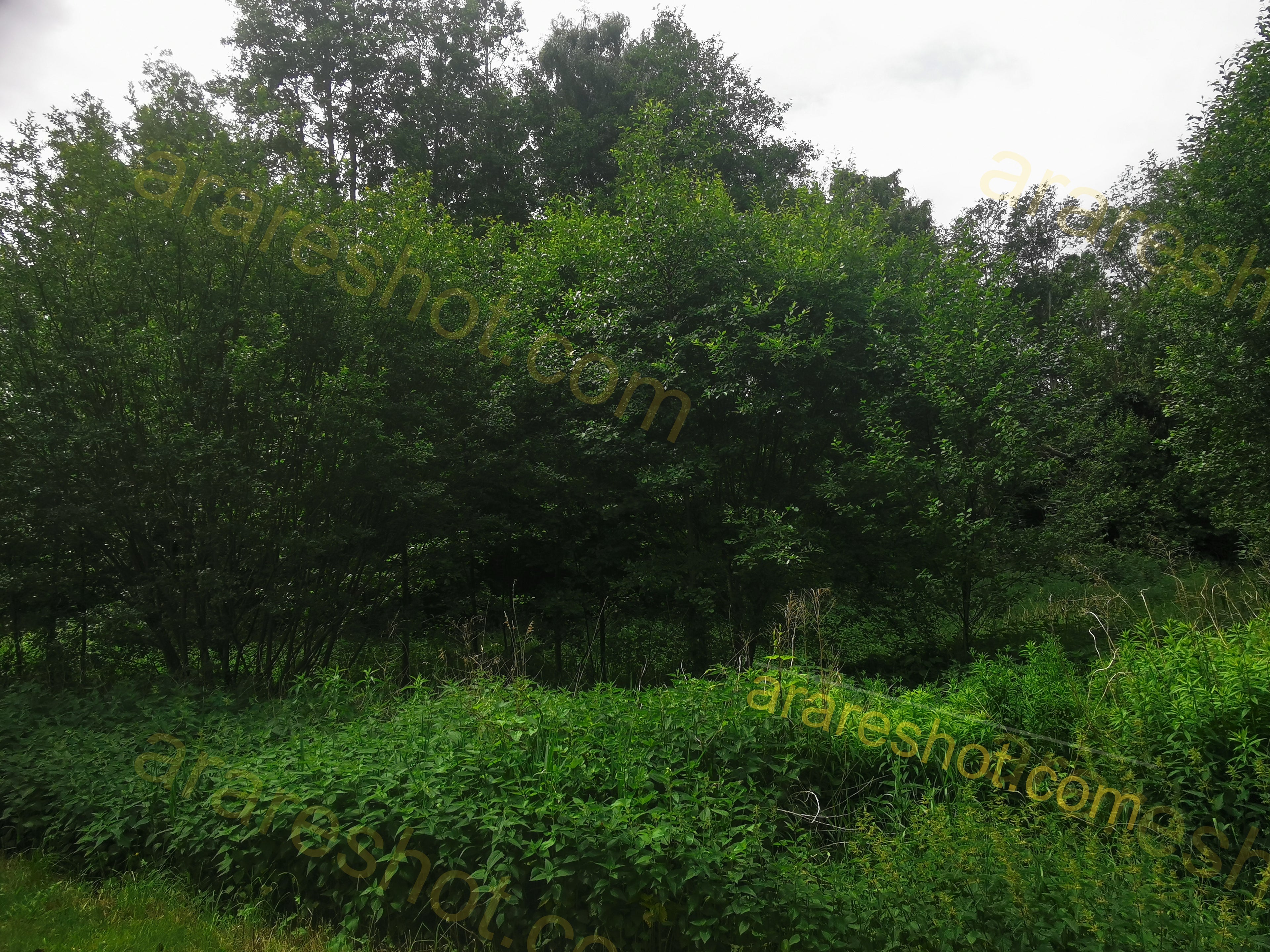 Green Trees and Bushes with Grass