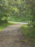 Serene Forest Pathway Surrounded by Lush Greenery