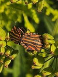 Orange and Black Striped Bugs on Green Plant