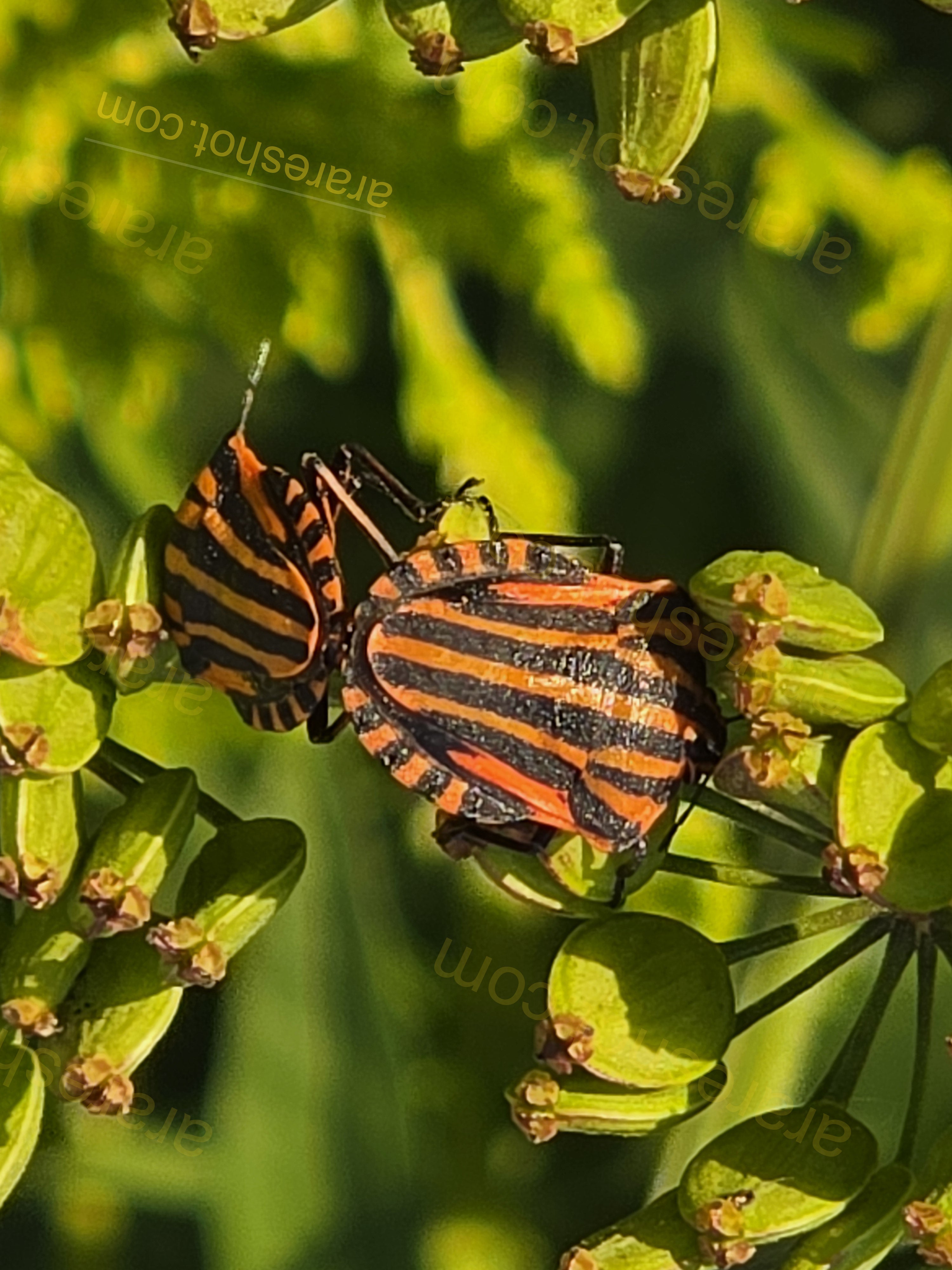 Orange and Black Striped Bugs on Green Plant