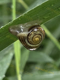 Snail on Green Grass Blade