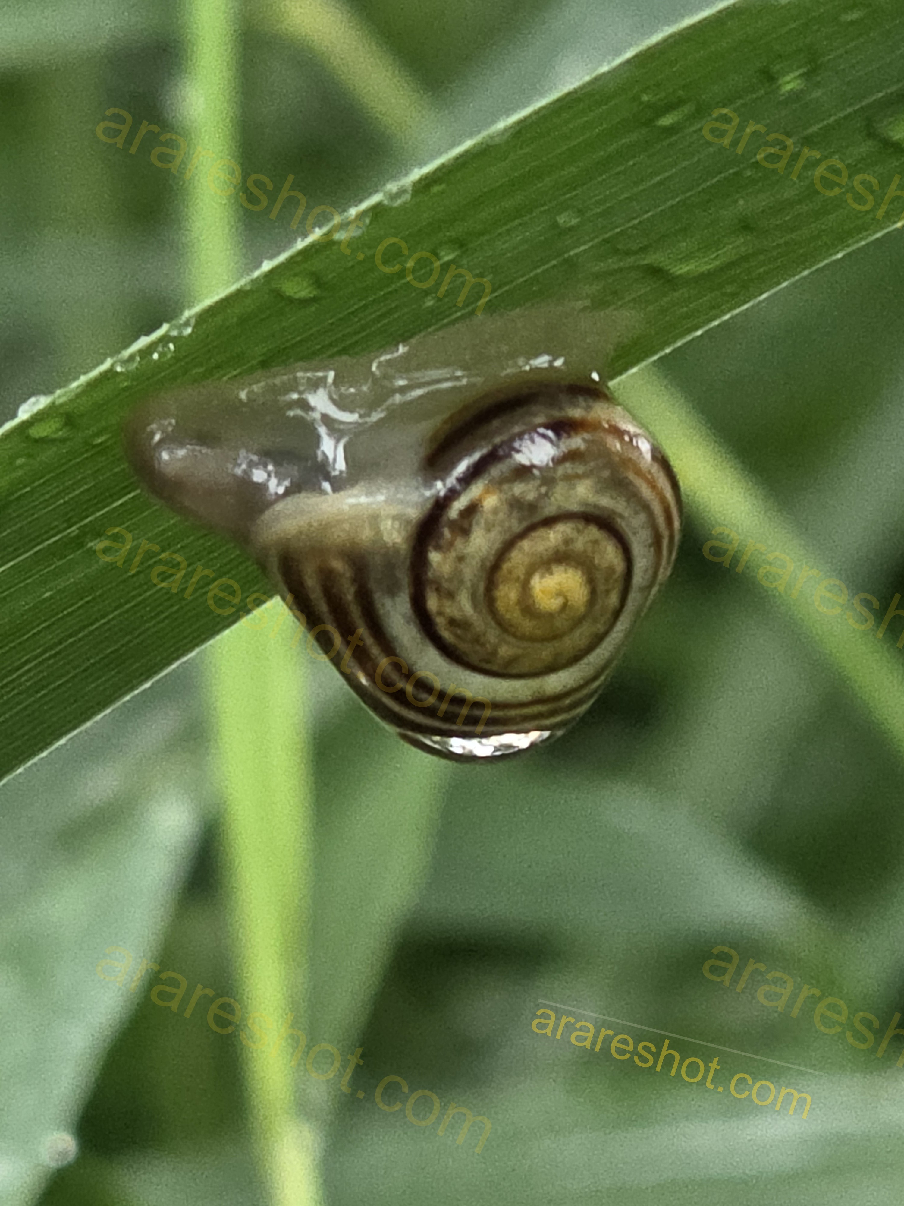 Snail on Green Grass Blade