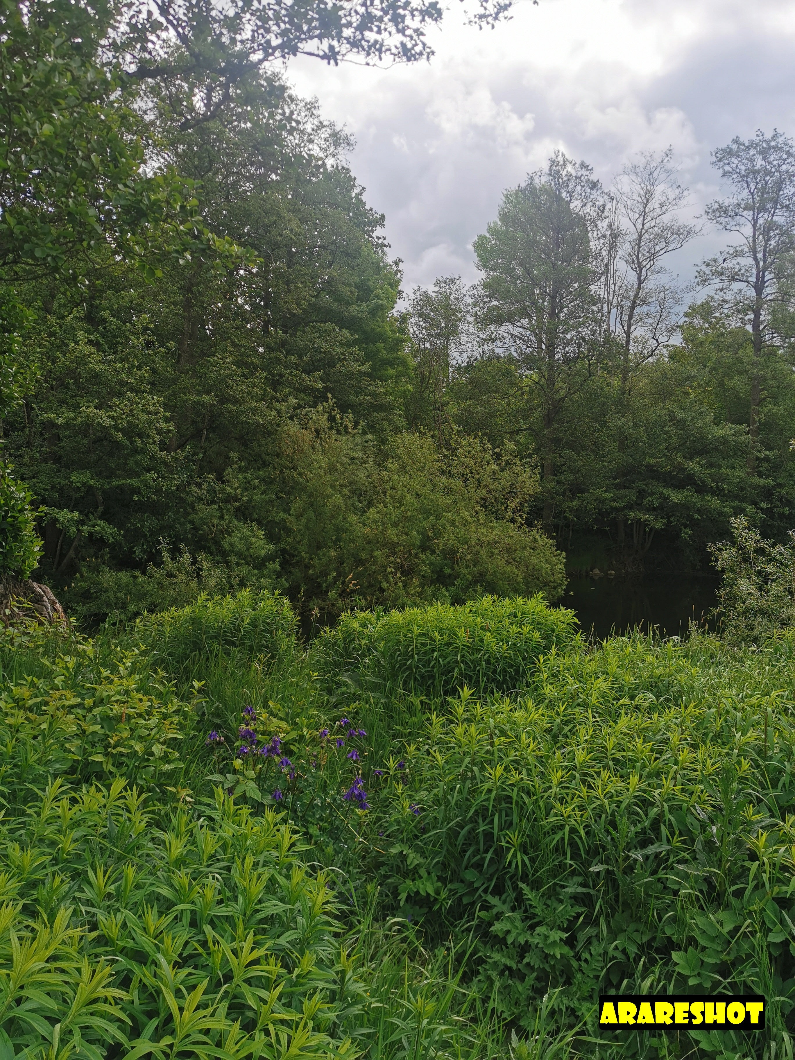 Lush Green Forest with Wildflowers Under Cloudy Sky