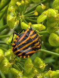 Striped Shield Bug on Green Flower