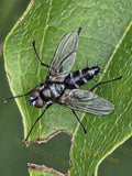 Black and White Fly on Green Leaf