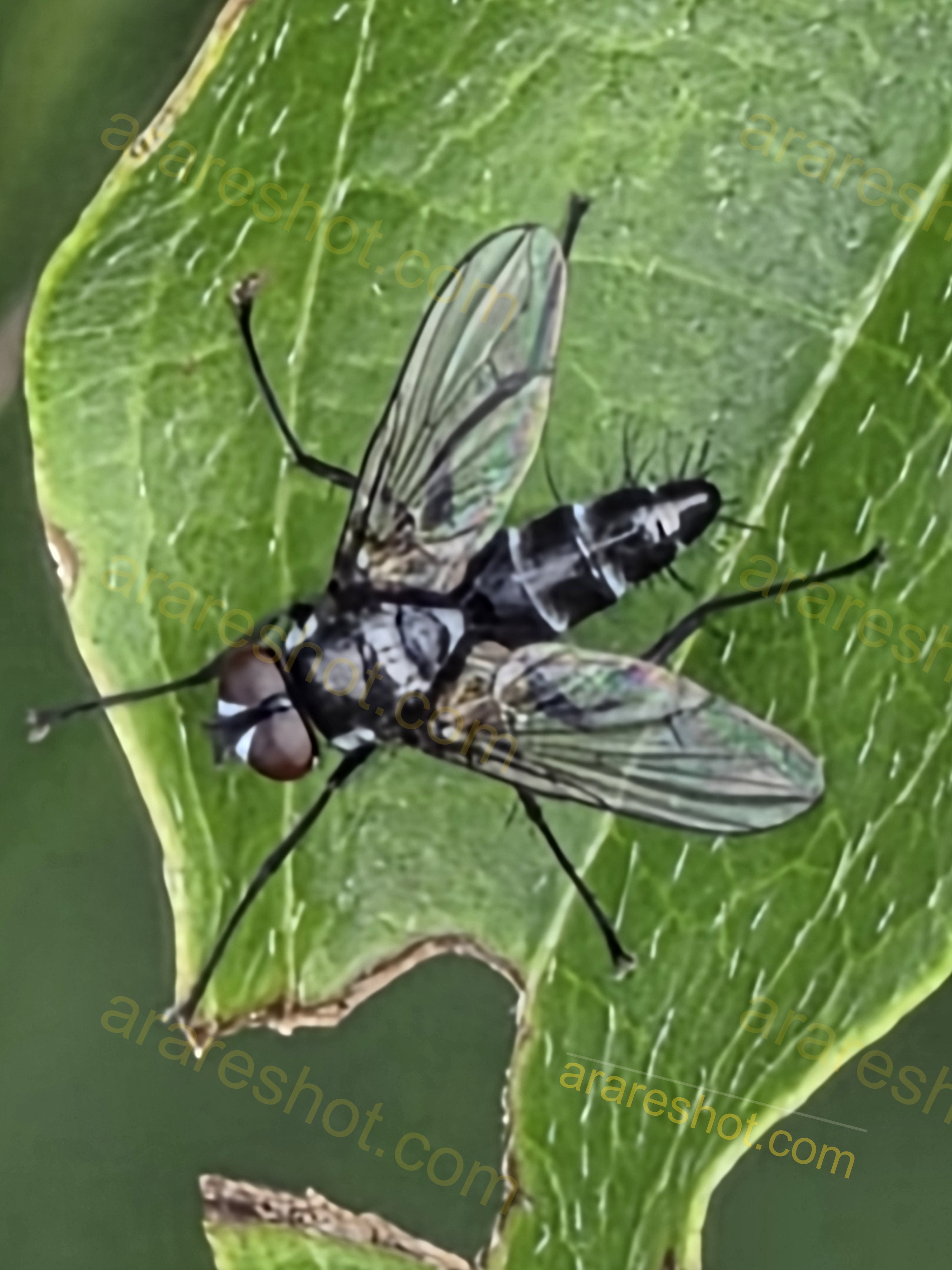 Black and White Fly on Green Leaf