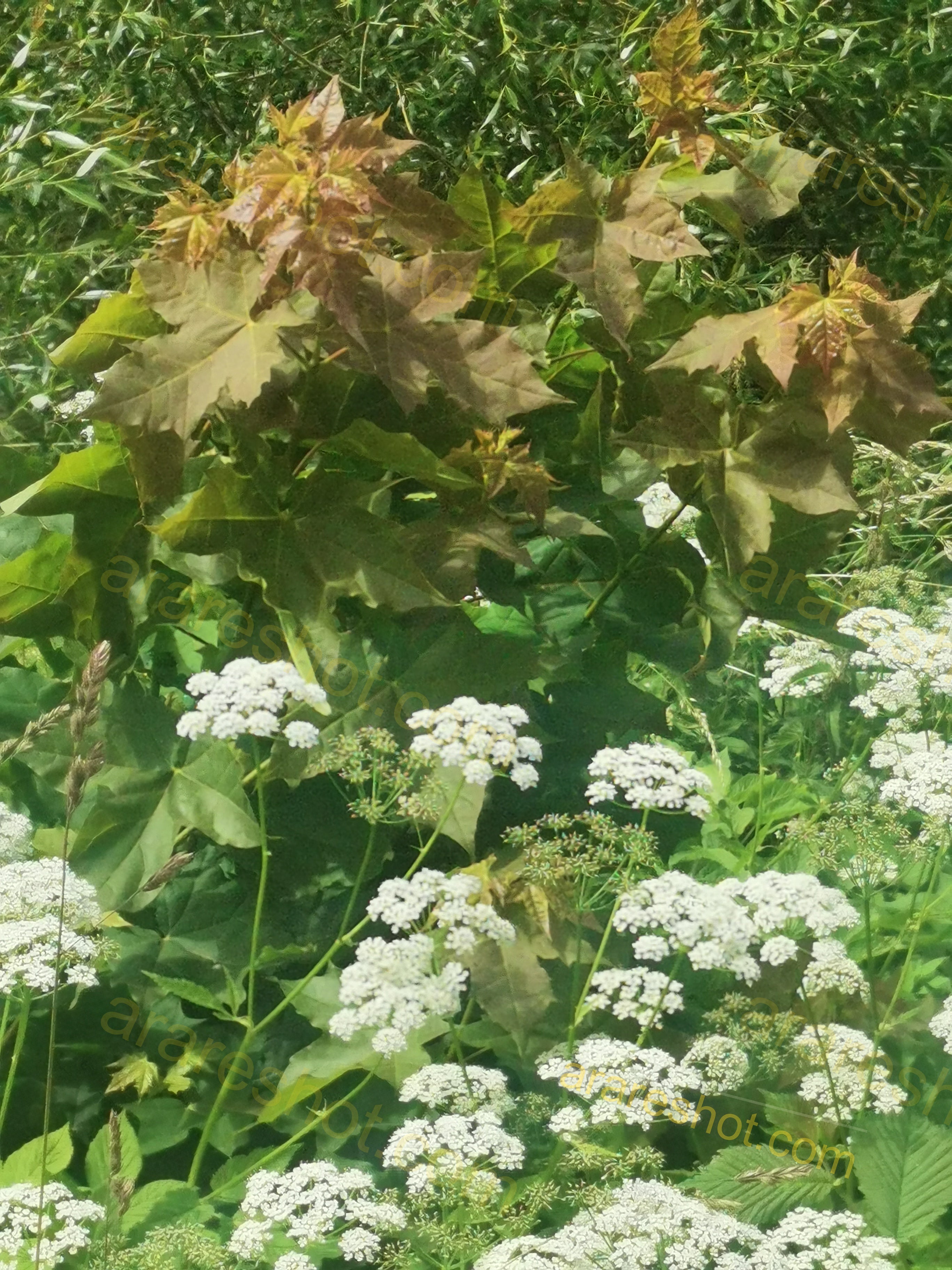 Green Maple Leaves with White Flower Clusters