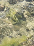 Clear Shallow Water with Rocks and Algae