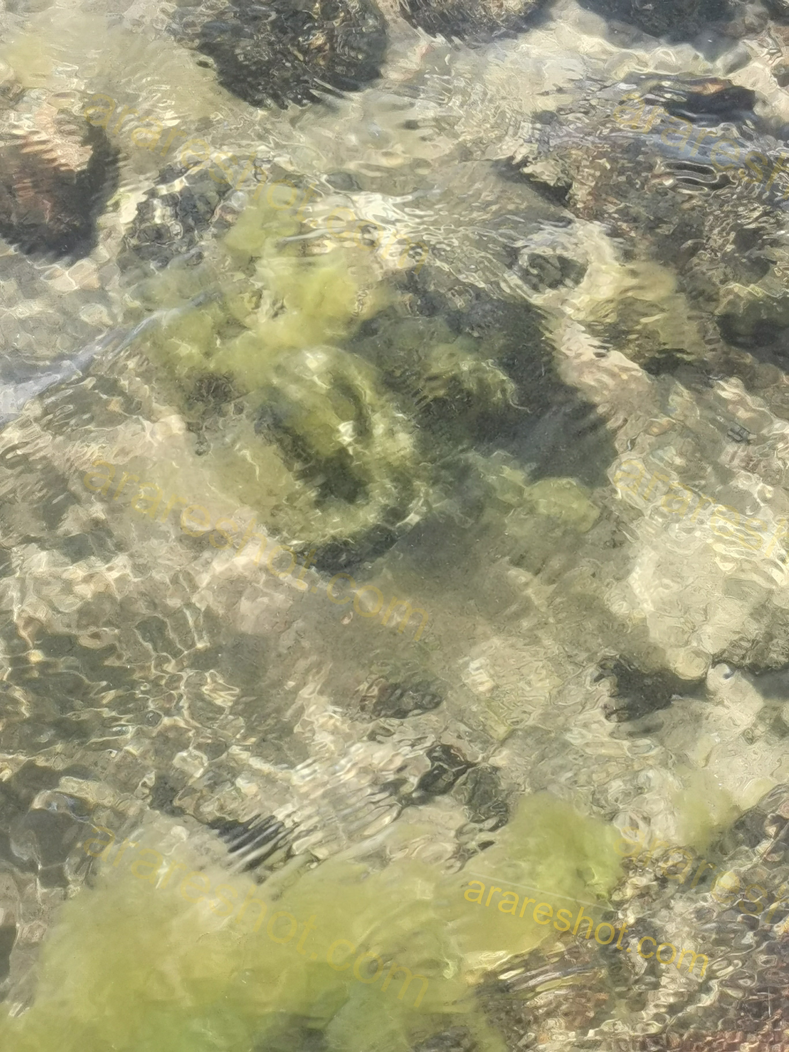 Clear Shallow Water with Rocks and Algae
