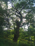 Majestic Old Oak Tree Amidst Lush Green Forest