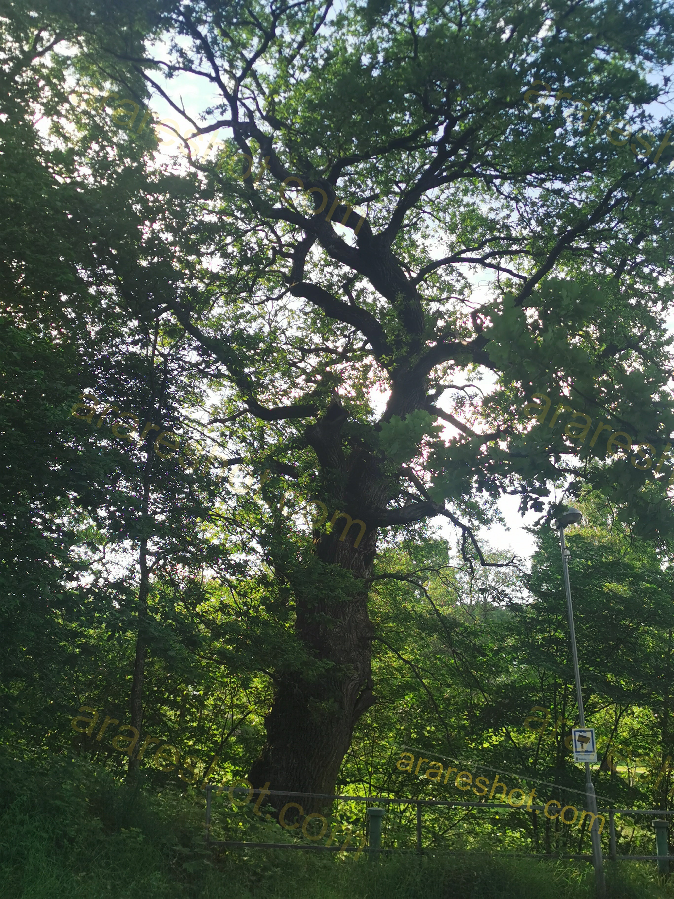 Majestic Old Oak Tree Amidst Lush Green Forest