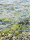 Clear Water with Green Algae and Stones