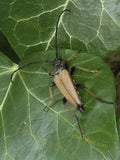 Brown Longhorn Beetle on Green Leaf