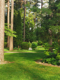 Serene Tree-Lined Park Pathway in Lush Greenery