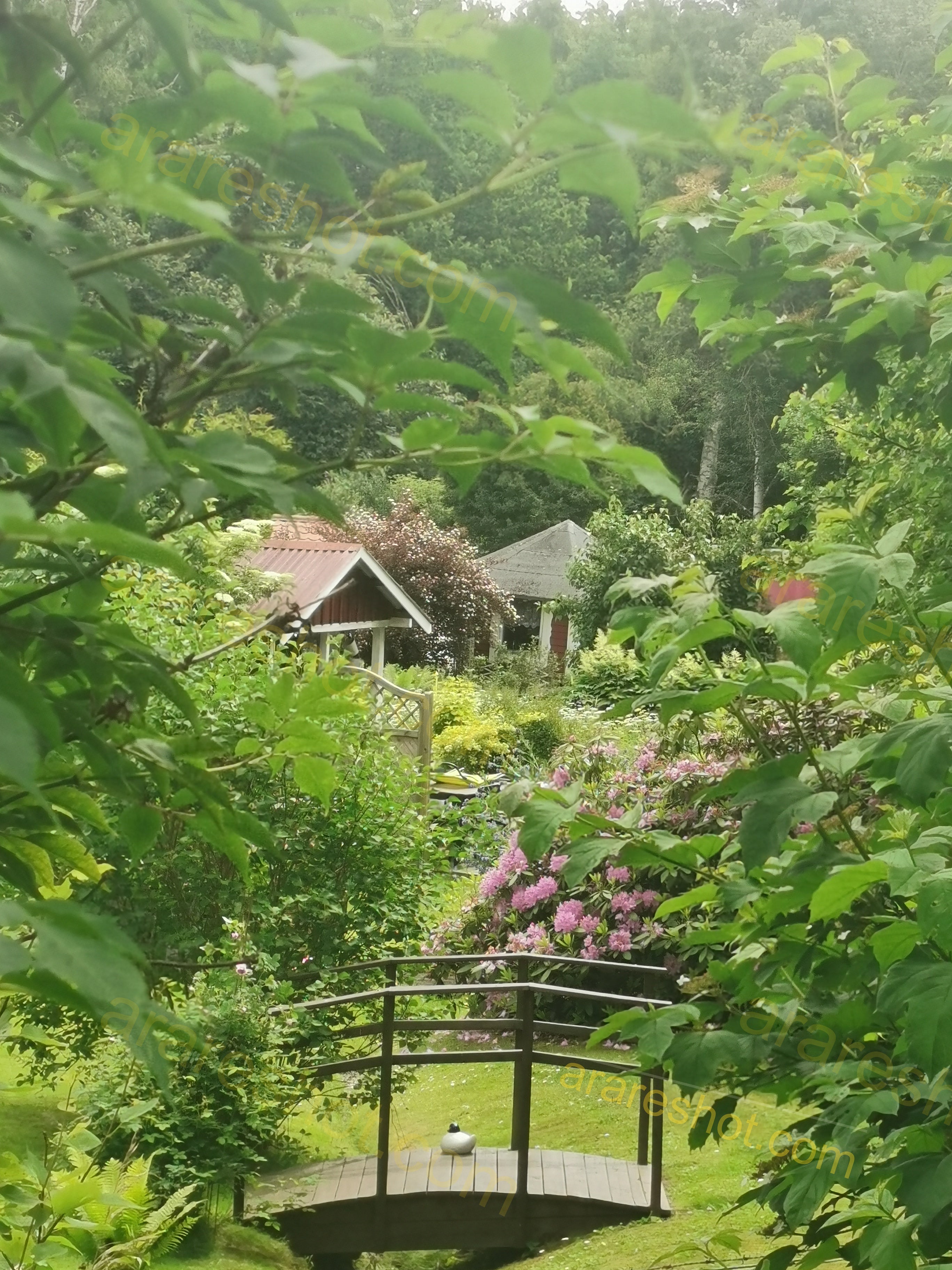 Wooden Garden Bridge with Duck and Flowering Shrubs